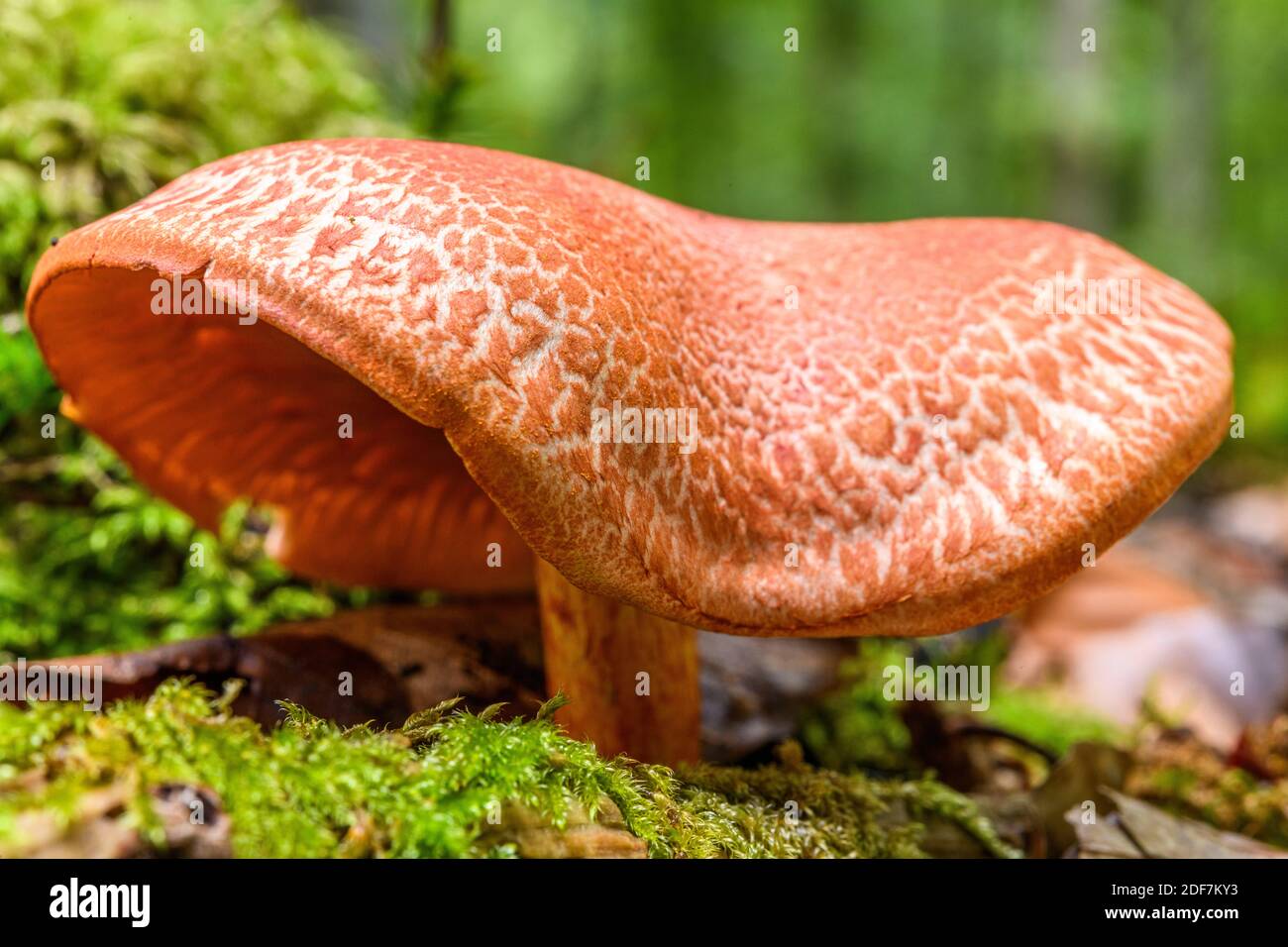 France, Somme (80), Cr?cy-en-Ponthieu, Cr?cy forest, Mushroom, Cortinarius bolaris Stock Photo