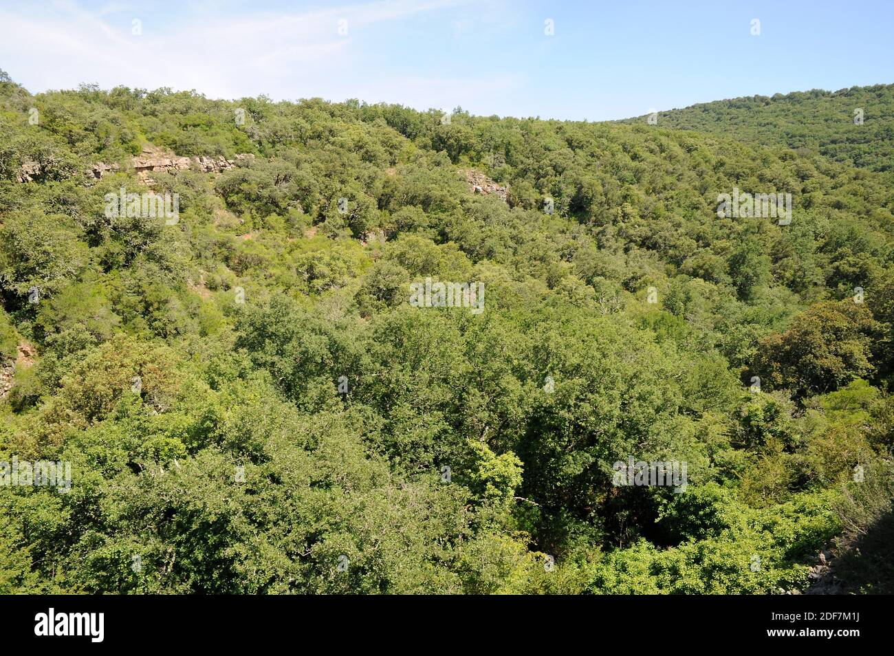 Alto de Iso, forest of evergreen oaks (Quercus rotundifolia). Romanzado