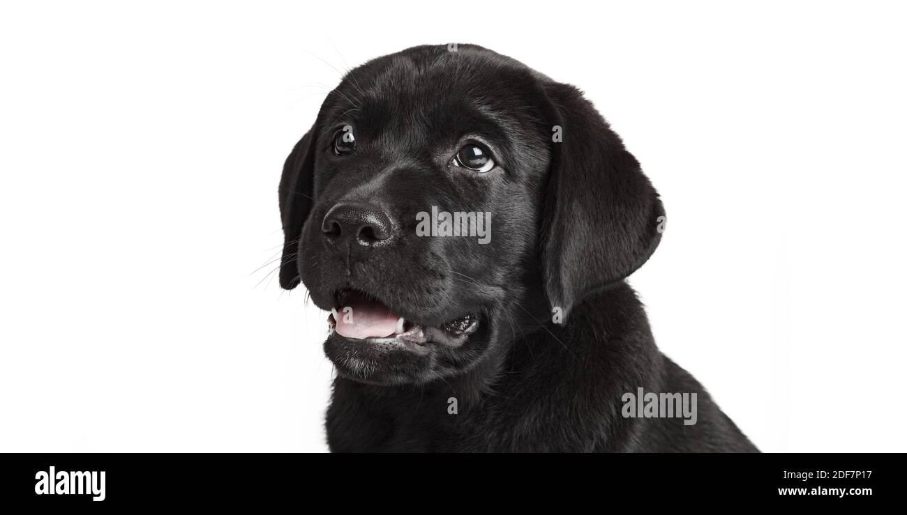Newfoundland puppy dog isolated on white background looking away from camera Stock Photo