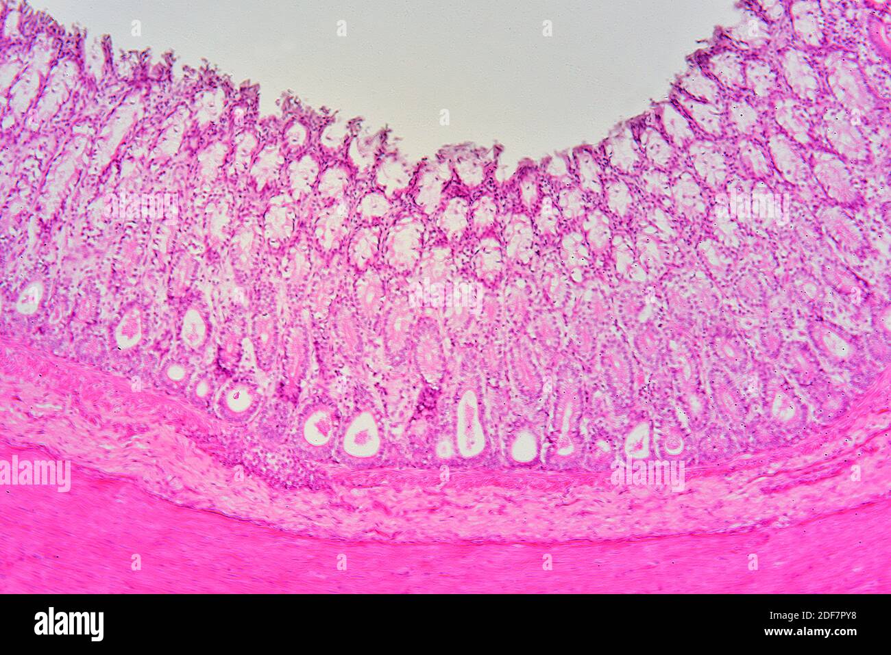 appendix histology