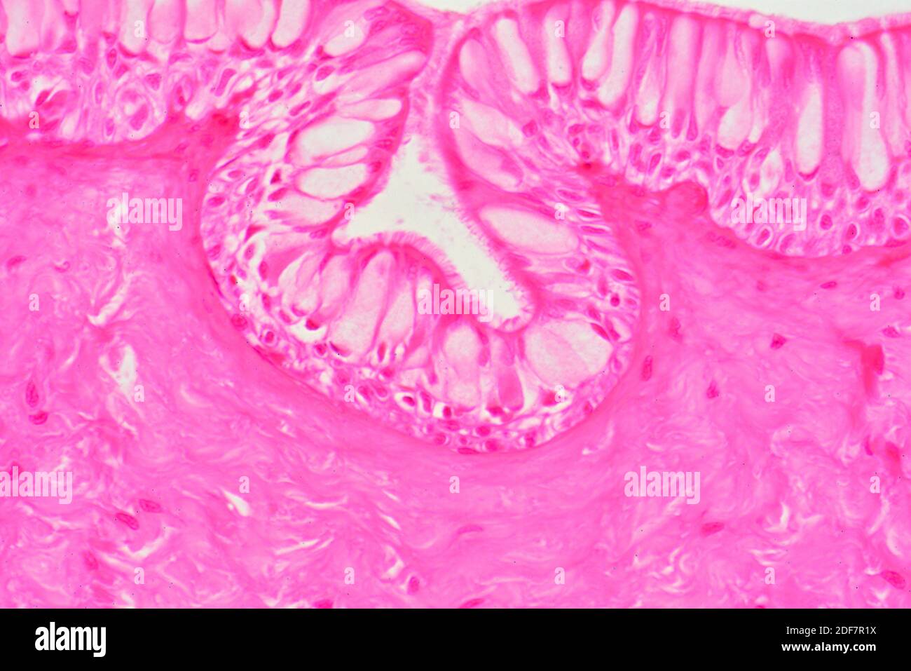 Human columnar ciliated epithelium. X300 at 10 cm wide. Stock Photo
