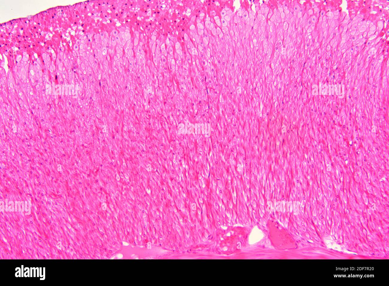 Human columnar epithelium. X75 at 10 cm wide. Stock Photo