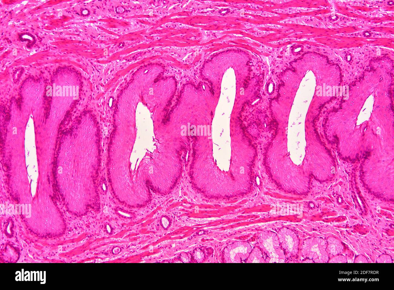 Stomach Cross Section Gastric High Resolution Stock Photography and