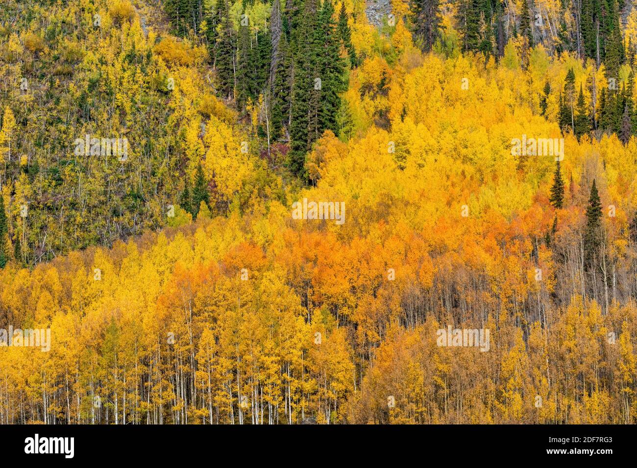 Aspen Fir High Resolution Stock Photography and Images - Alamy
