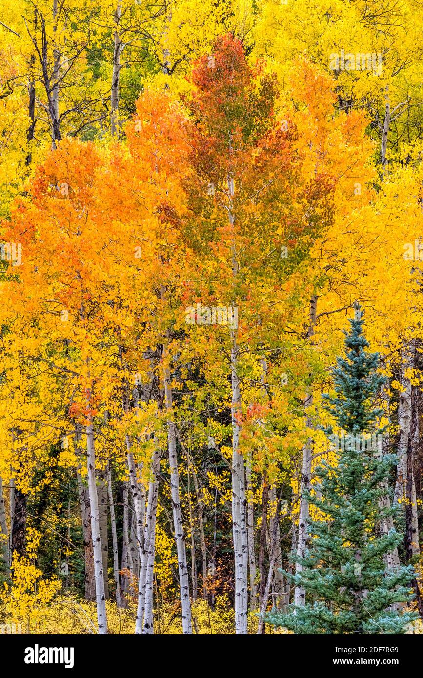 Flaming Aspen Mt Sneffels Wilderness Ouray CO USA. Stock Photo