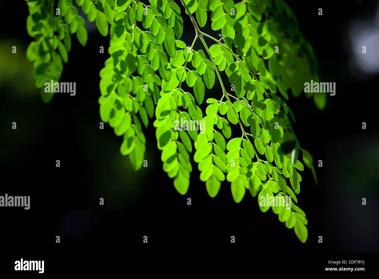 Light green tree hi-res stock photography and images - Alamy