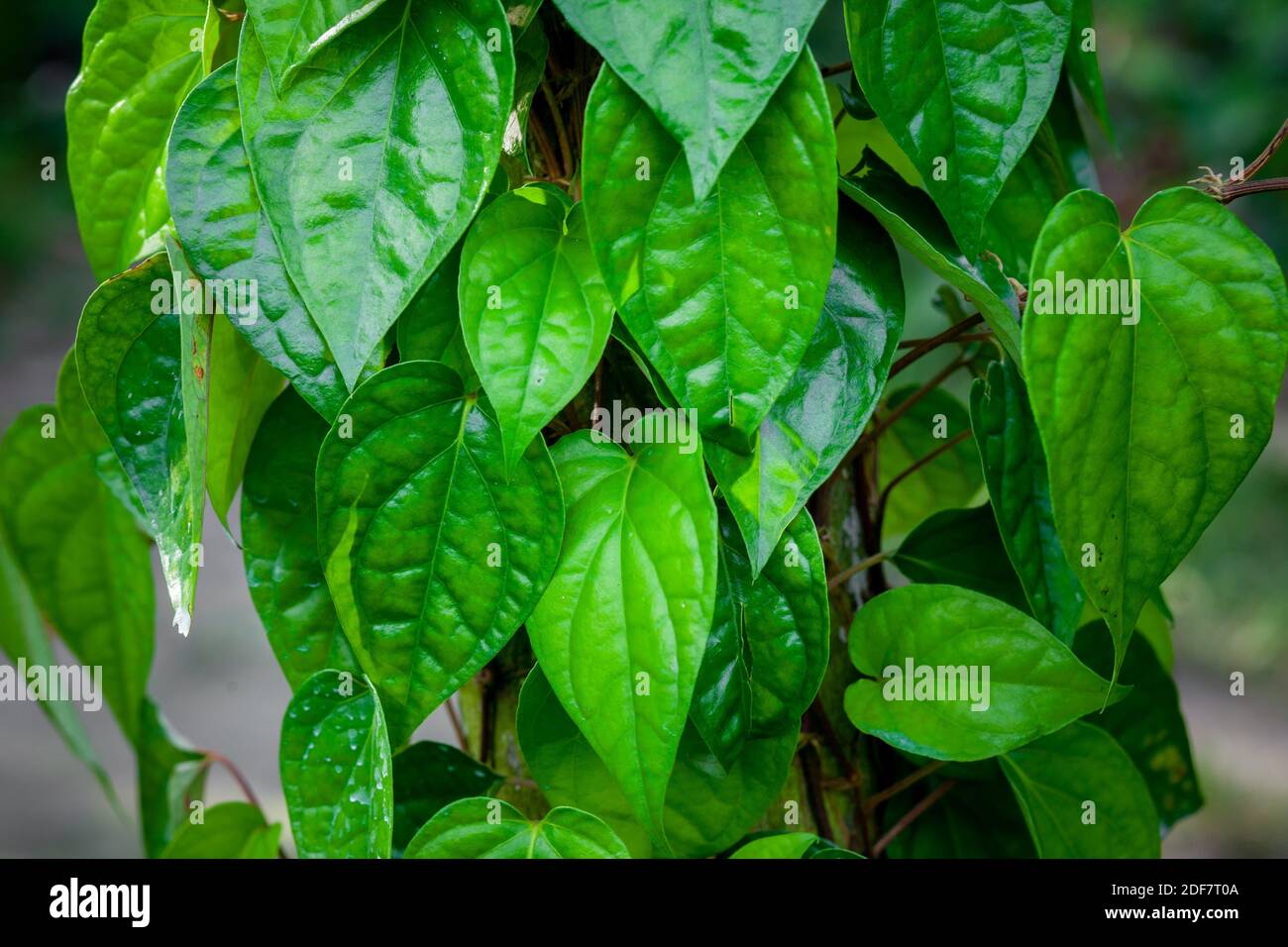 Green betel leaves are hanging on the tree. It is a Green betel leaves are hanging on the tree. It is a