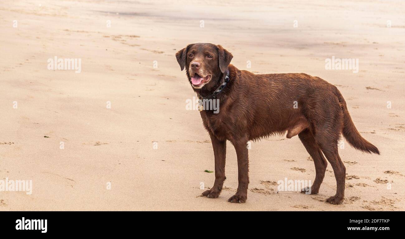 A chocolate brown Labrador dog on the beach at Hartlepool,England,UK