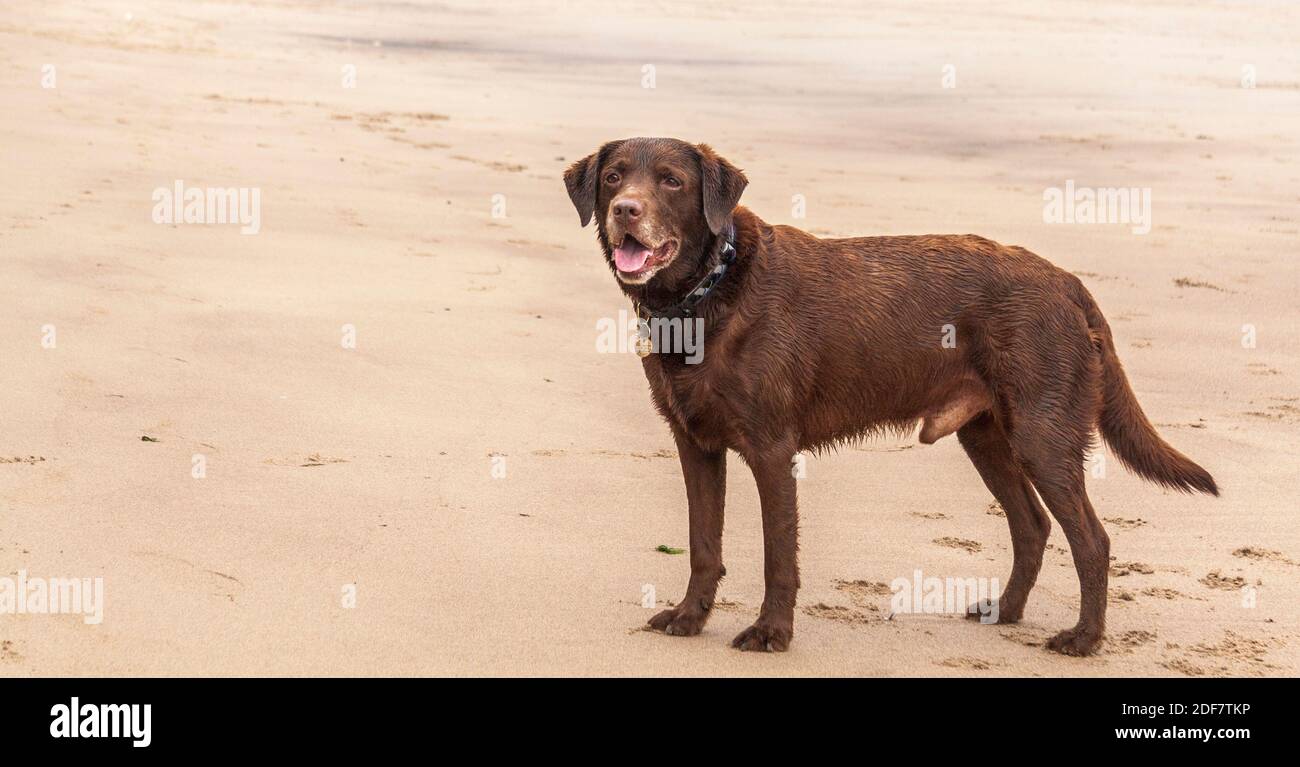 A chocolate brown Labrador dog on the beach at Hartlepool,England,UK Stock Photo