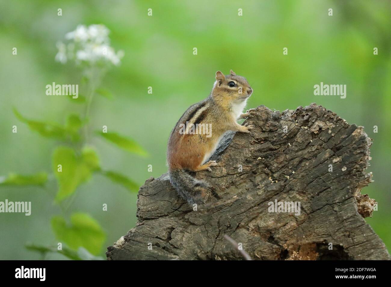 Eastern chipmunk (Tamias striatus) feeding on a green forest/wood with flowers Stock Photo