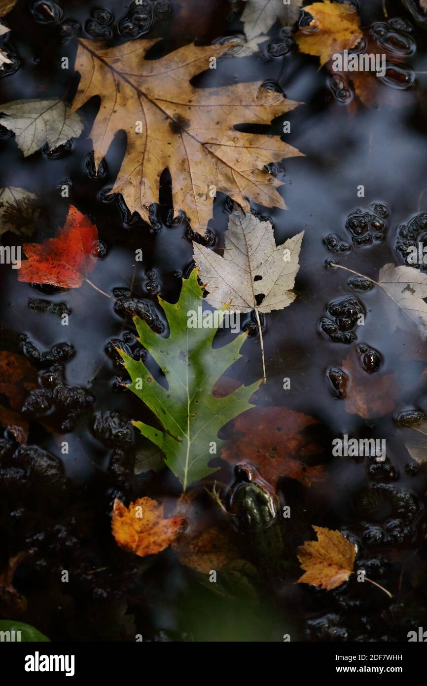 A mixture of fallen leaves (foliage) creating Autumn leaf color from different trees in Fall Stock Photo