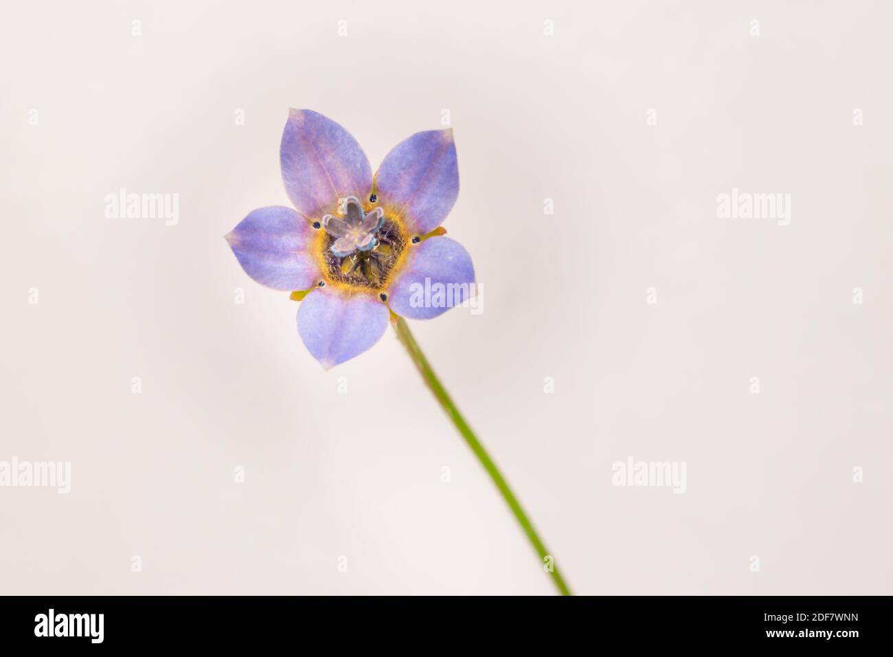 Blue and white Wild flower growing during spring, Cape Town, South Africa Stock Photo