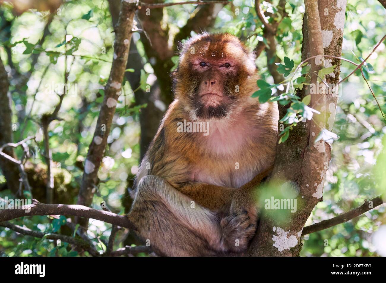 France, Lot, Rocamadour, Foret des Singes, Barbary Macaque also called Barbary ape or Magot (Macaca sylvanus), native from Morocco, portrait Stock Photo