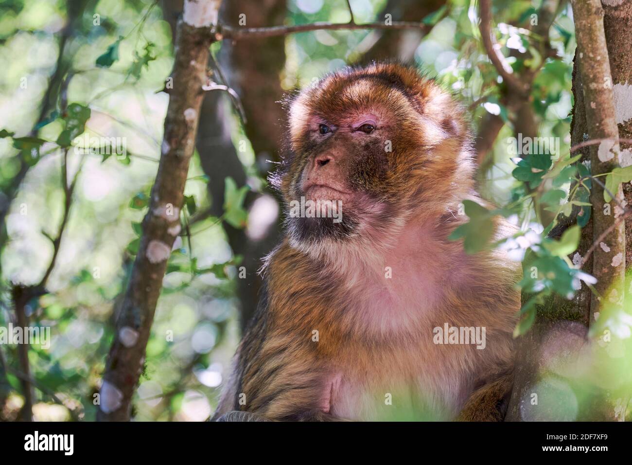 France, Lot, Rocamadour, Foret des Singes, Barbary Macaque also called Barbary ape or Magot (Macaca sylvanus), native from Morocco, portrait Stock Photo