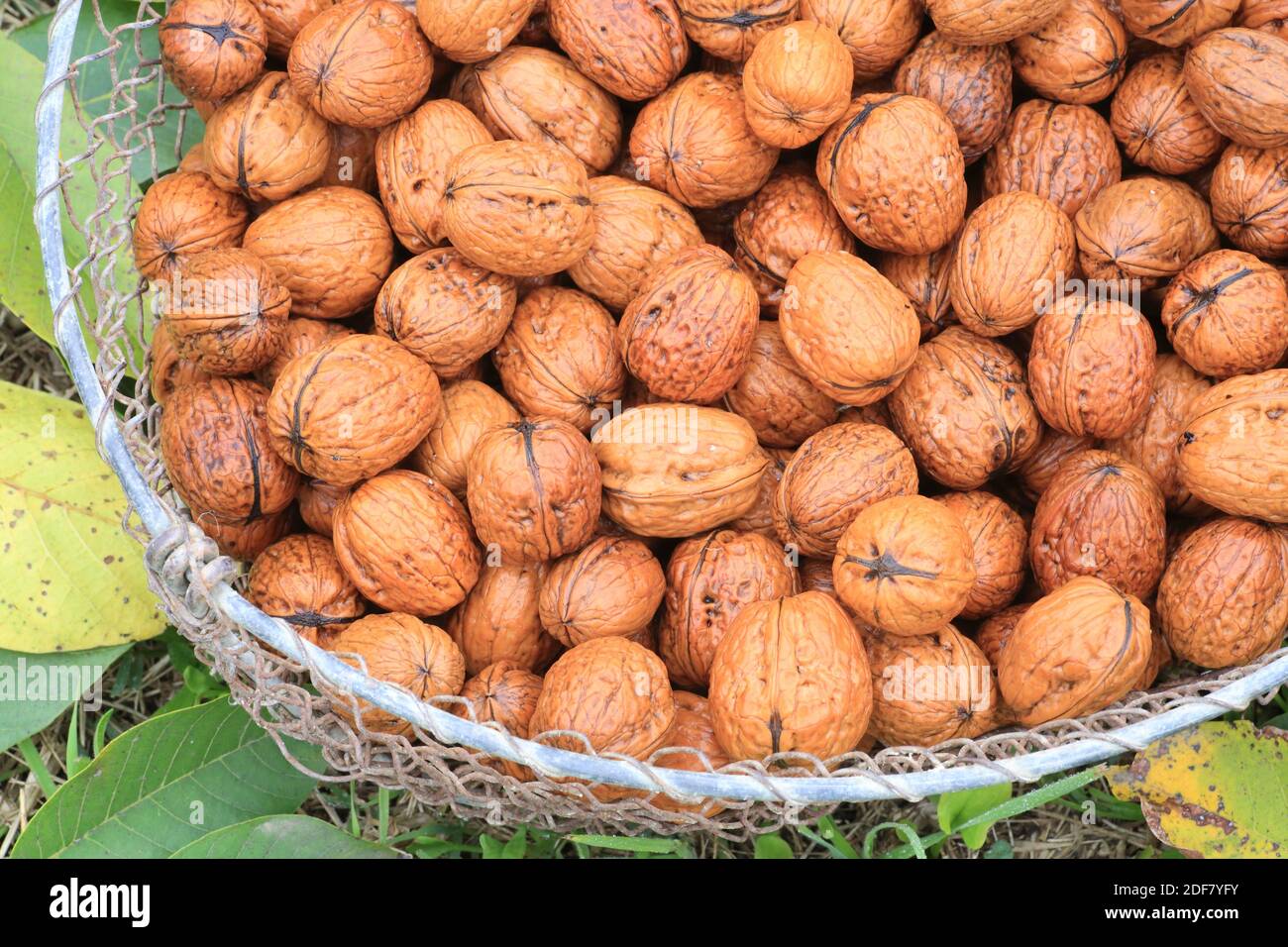 France, Isere, Saint Romans, Ferme de Ferie, harvest of AOP Grenoble nuts Stock Photo