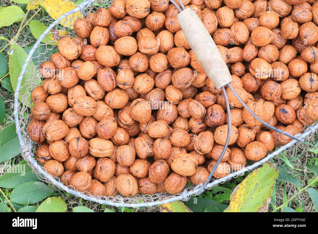 France, Isere, Saint Romans, Ferme de Ferie, harvest of AOP Grenoble nuts Stock Photo