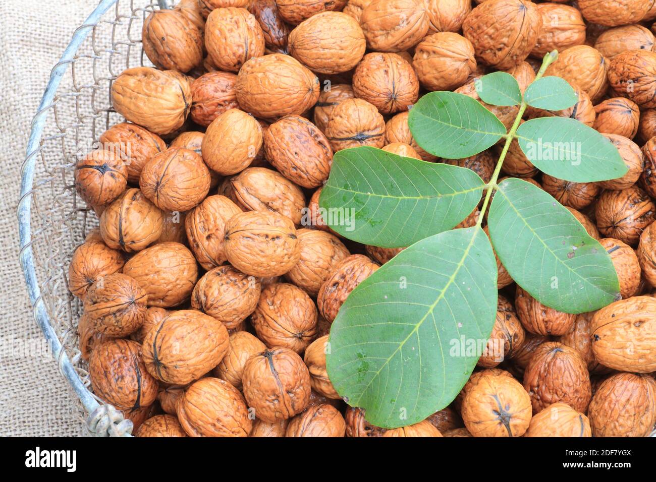 France, Isere, Saint Romans, Ferme de Ferie, harvest of AOP Grenoble nuts Stock Photo