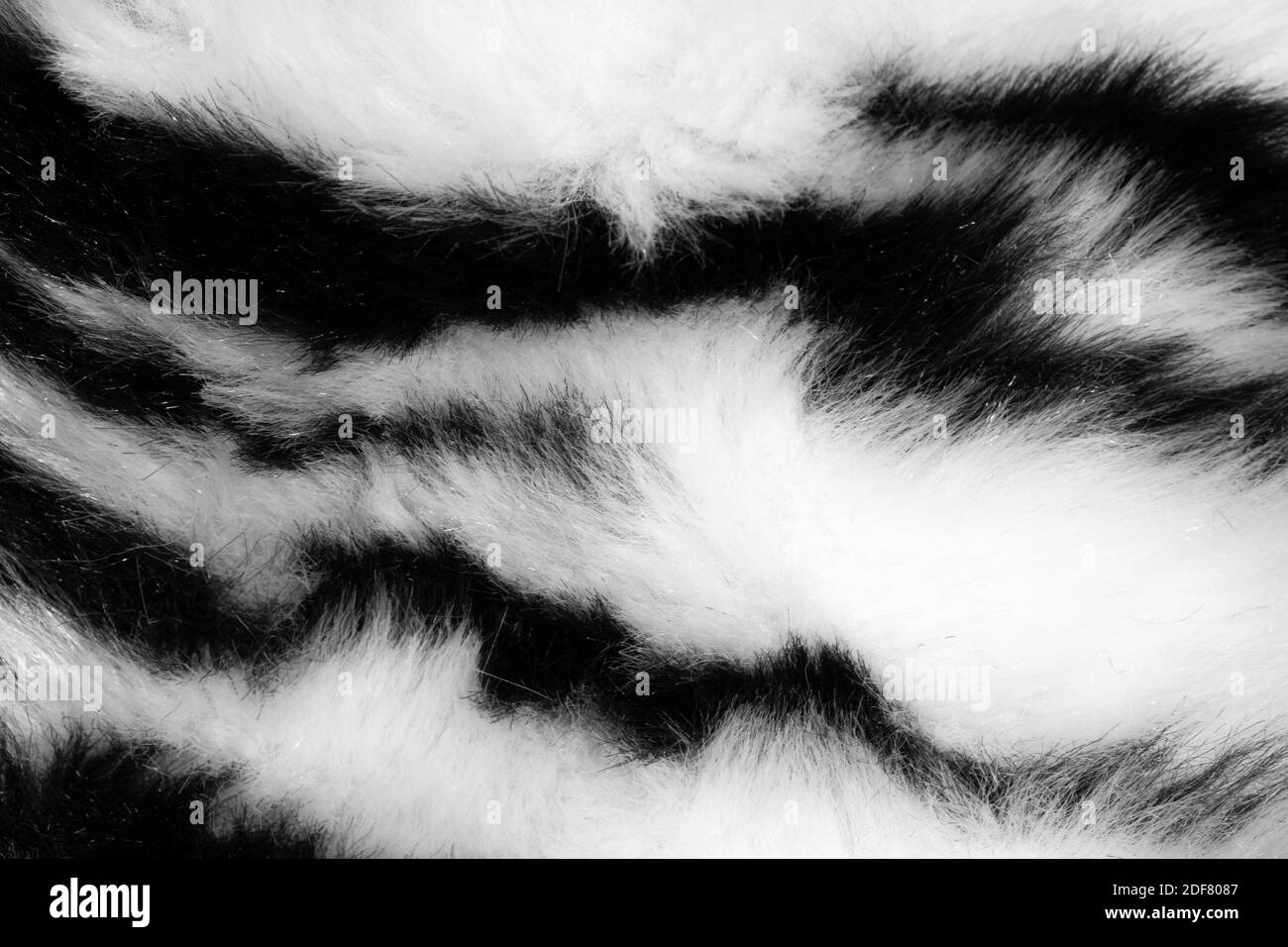 fur with black white stripes Stock Photo Alamy