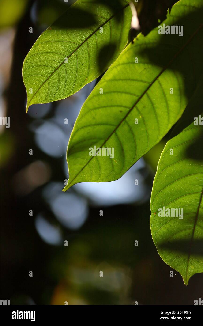 Elliptic leaf hi-res stock photography and images - Alamy