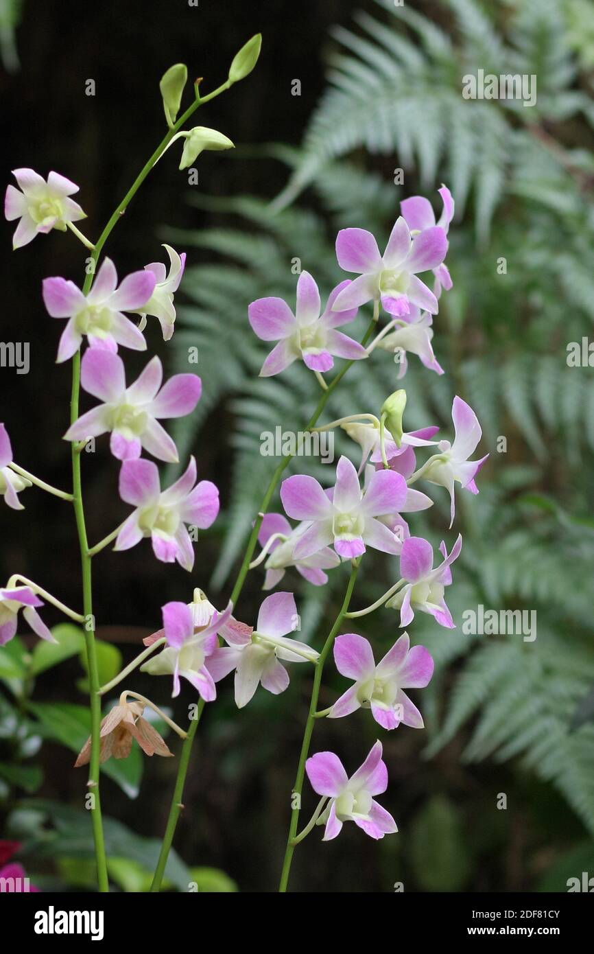 Dendrobium orchid, asia Stock Photo Alamy