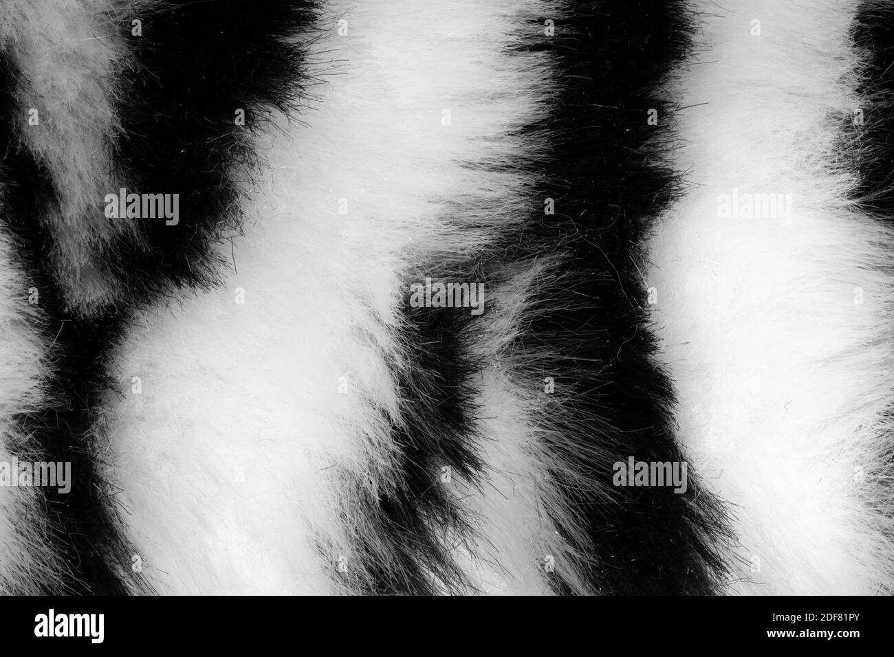 fur with black white stripes Stock Photo Alamy