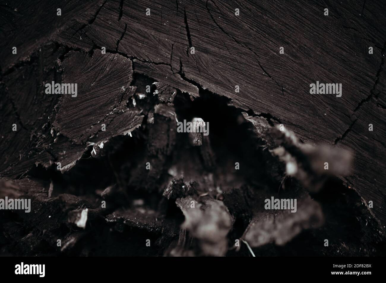 Tree bark. background image. advertising text insertion Stock Photo