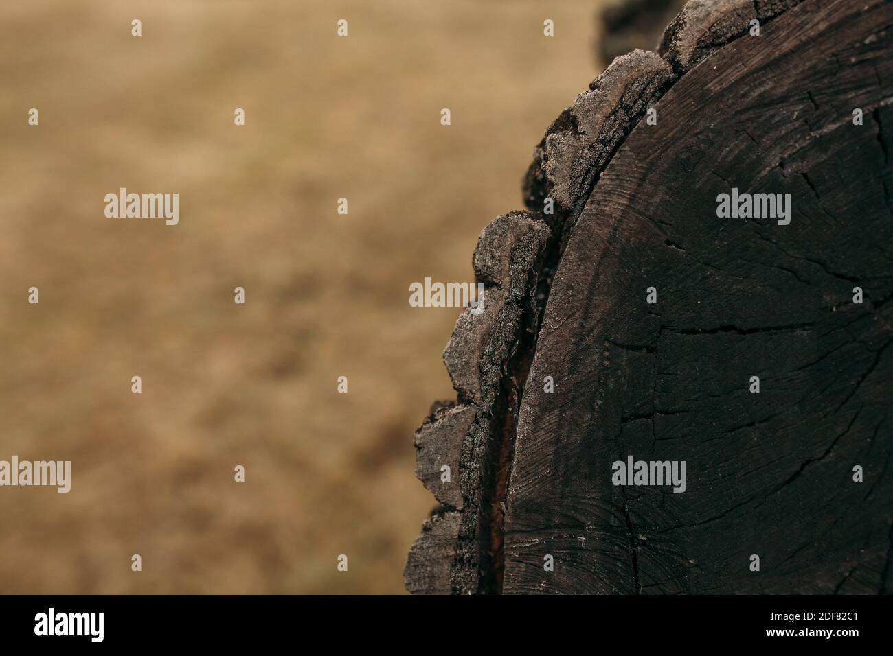 Tree bark. background image. advertising text insertion Stock Photo