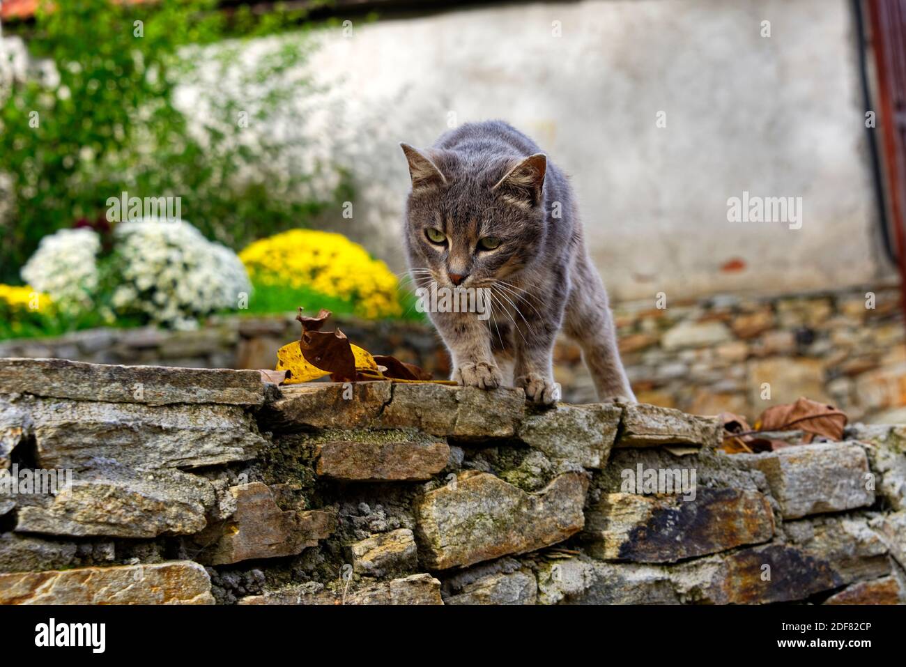 Grey stray cat hunting ready to jump, stray cat male Stock Photo