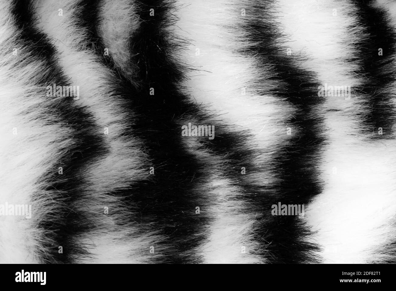 fur with black white stripes Stock Photo Alamy