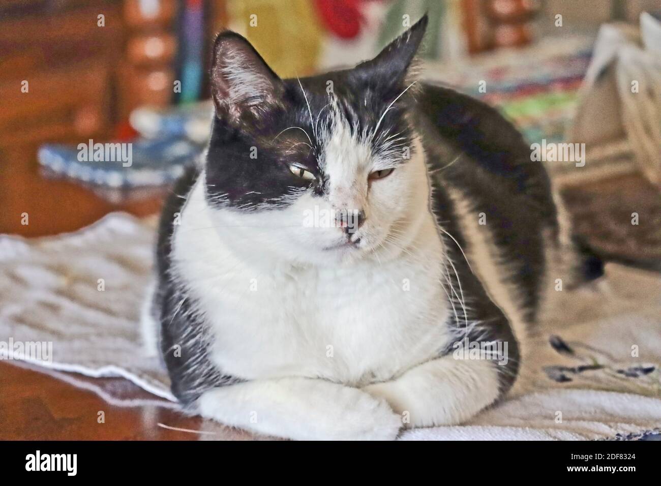 Shasta Cat #002. Stock Photo