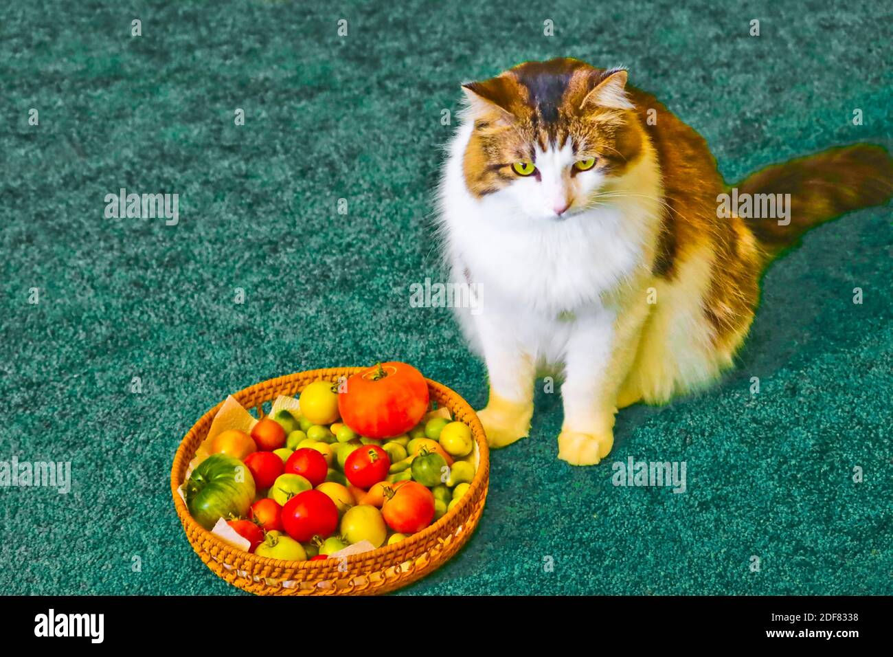 Cat and tomatoes Stock Photo Alamy