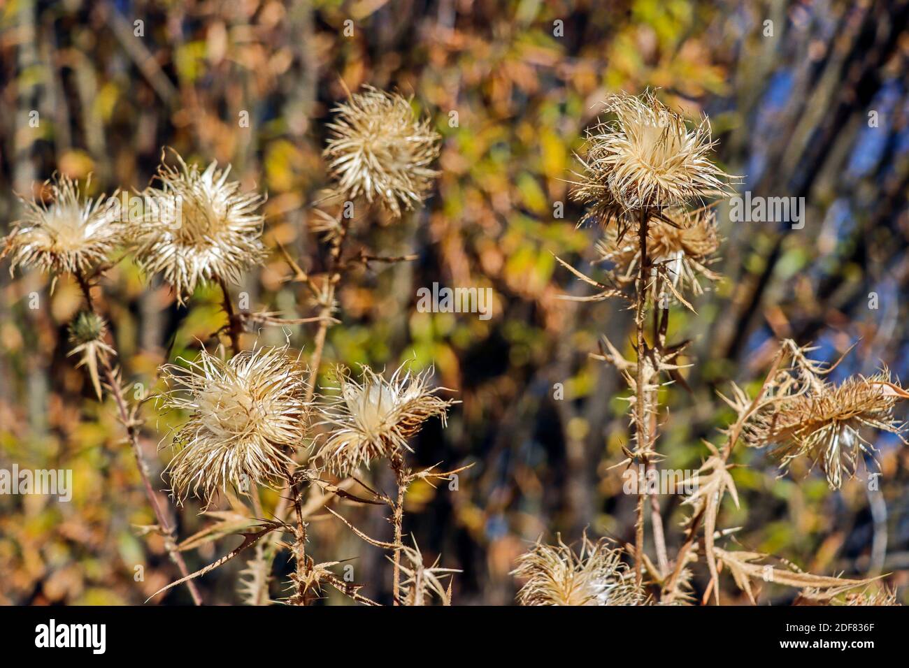 Thistle seed pods. Thistles are members of a large and widespread