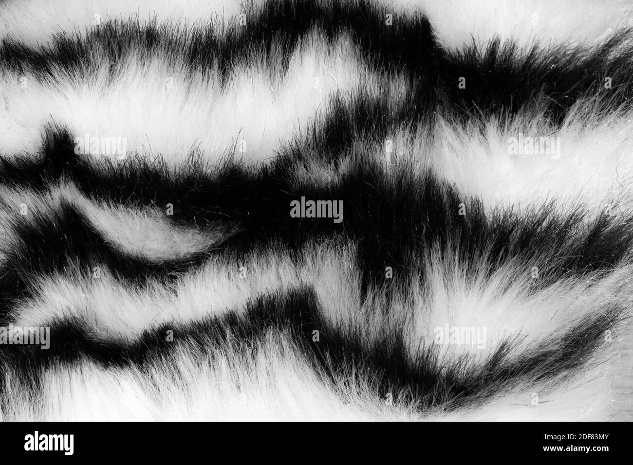 fur with black white stripes Stock Photo Alamy