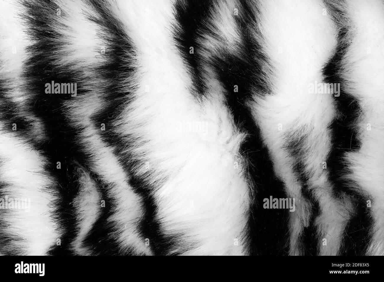 fur with black white stripes Stock Photo Alamy