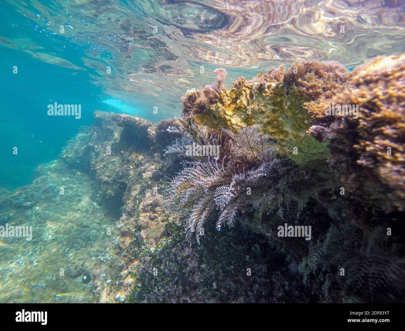 Mediterranean underwater with beautiful aquatic plants in Alicante coast Spain Stock Photo Alamy