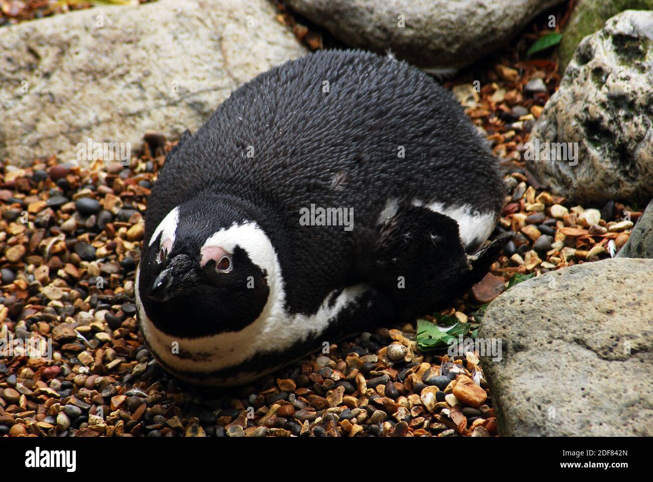African penguin (Spheniscus demersus) also known as the Cape penguin or South African penguin A species of penguin confined to southern African waters Stock Photo