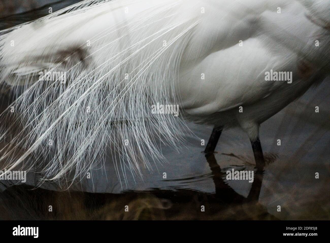 Egret feathers detail hi-res stock photography and images - Alamy