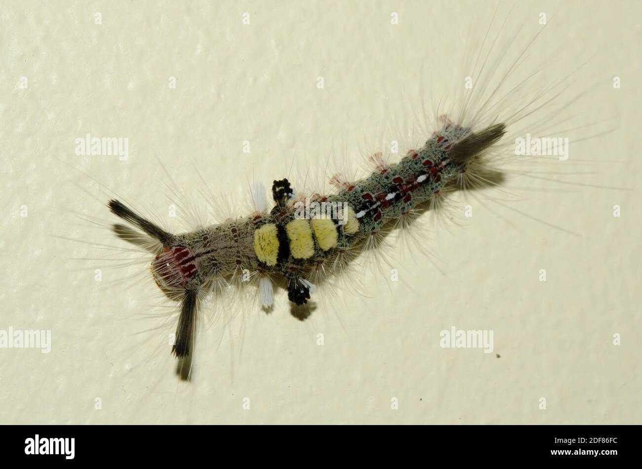 Dot moth caterpillar hires stock photography and images Alamy
