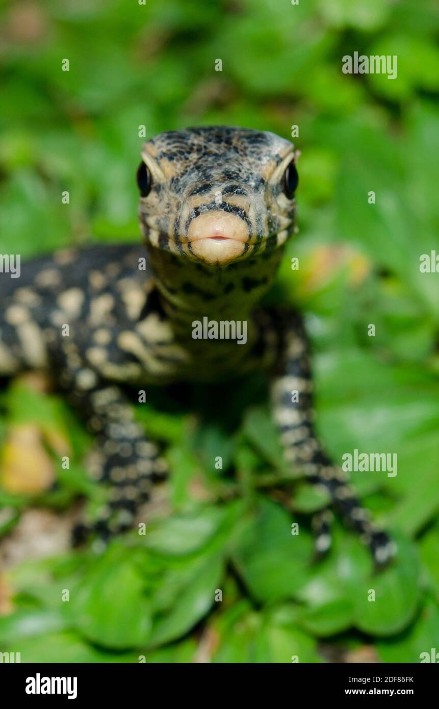 Striped Monitor Lizard High Resolution Stock Photography and Images Alamy