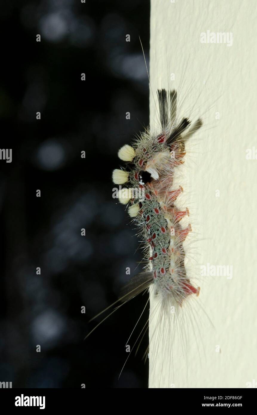 Dot moth caterpillar hires stock photography and images Alamy