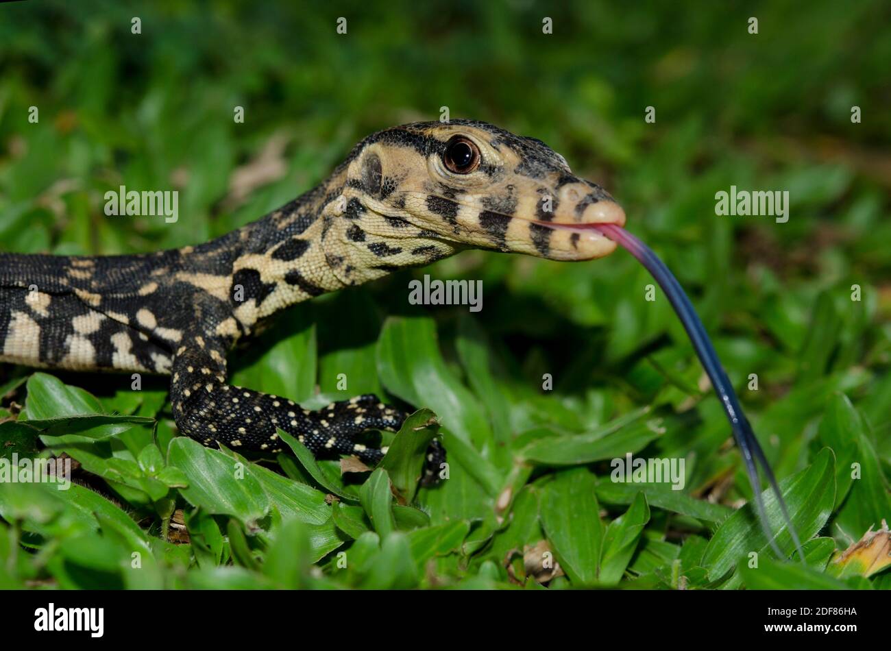 Mottled Lizard High Resolution Stock Photography and Images Alamy