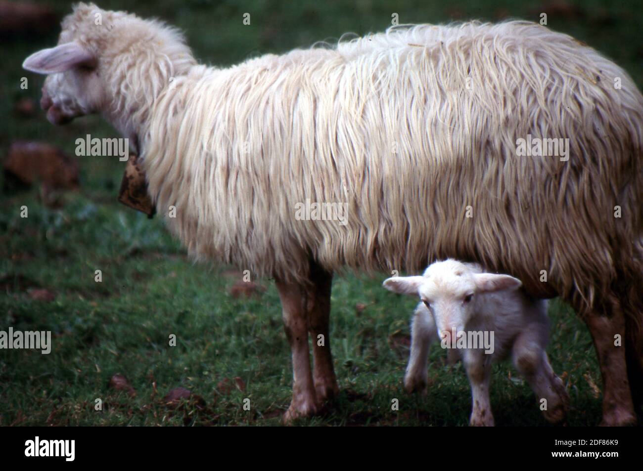 Ovine family in Sardinian farm (scanned from Fujichrome Velvia) Stock Photo