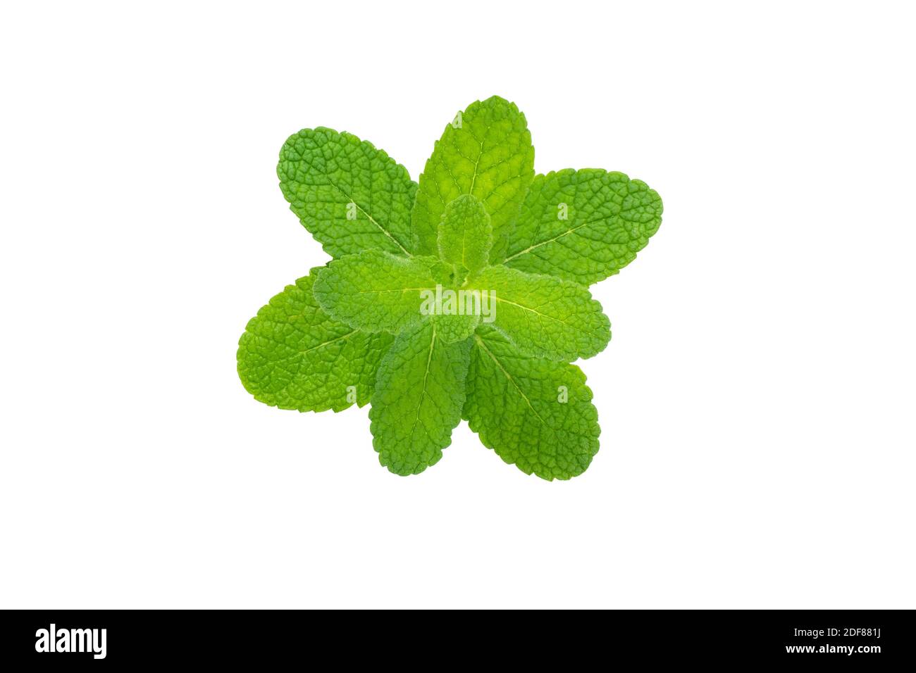 Mentha or peppermint downy leaves. Mint branch isolated on white. Stock Photo