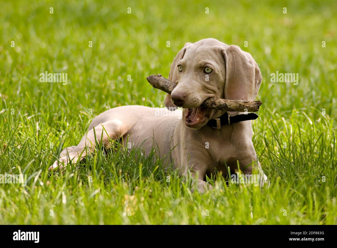 Lovely purebred Weimaraner puppy biting wooden stick on green lawn. Portrait of weimar dog pet playing with wooden stick on green grass background. Co Stock Photo