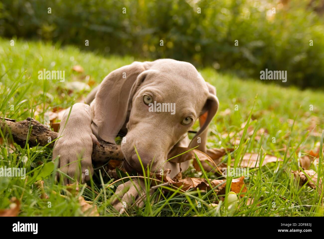 Lovely purebred Weimaraner puppy biting wooden stick on green lawn. Portrait of weimar dog pet playing with wooden stick on green grass background. Co Stock Photo
