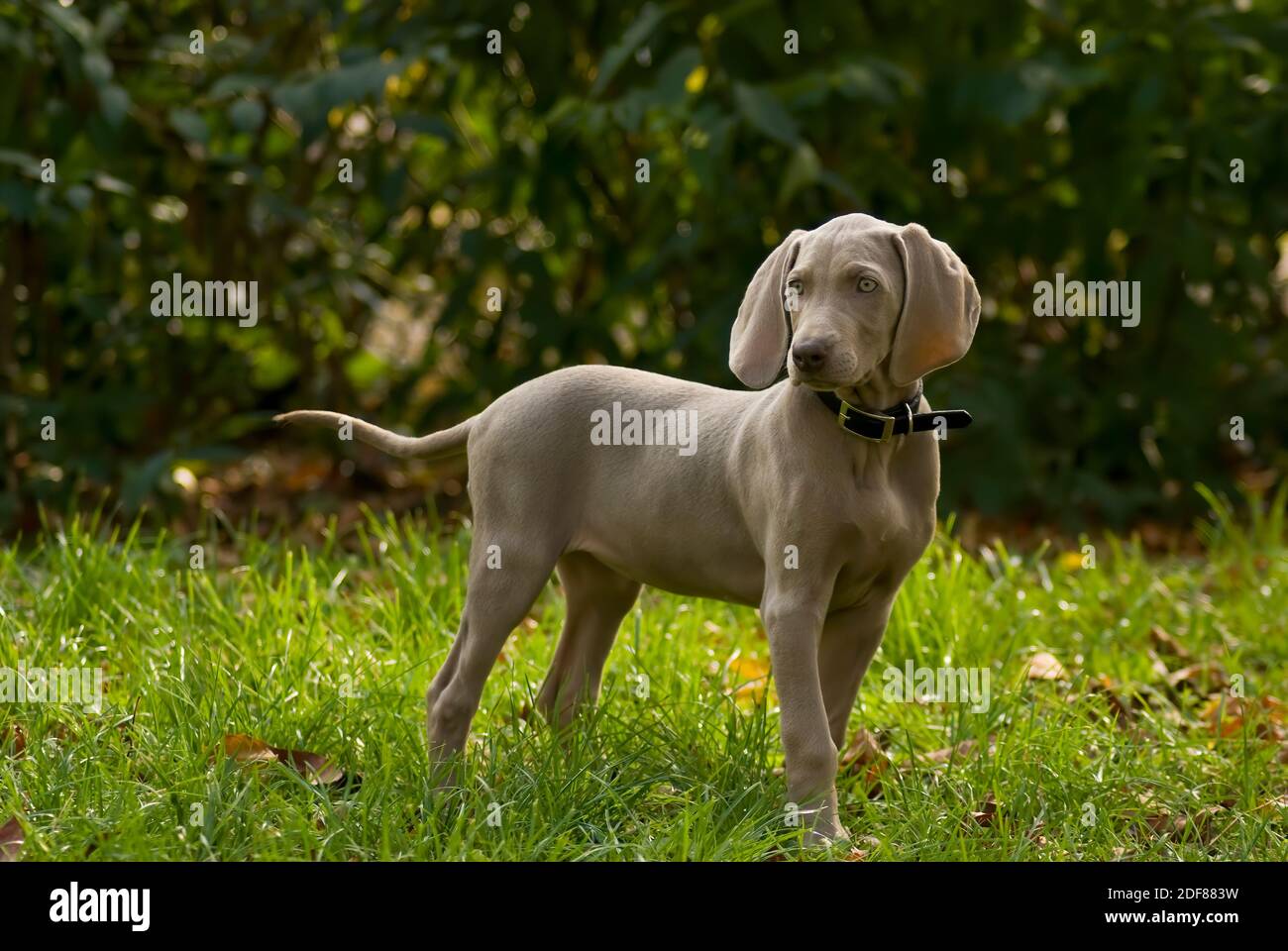 Purebred Weimaraner puppy on green lawn. Young weimar dog standing on green grass and looking at camera. Copy space. Foliage of hedgerow in the backgr Stock Photo
