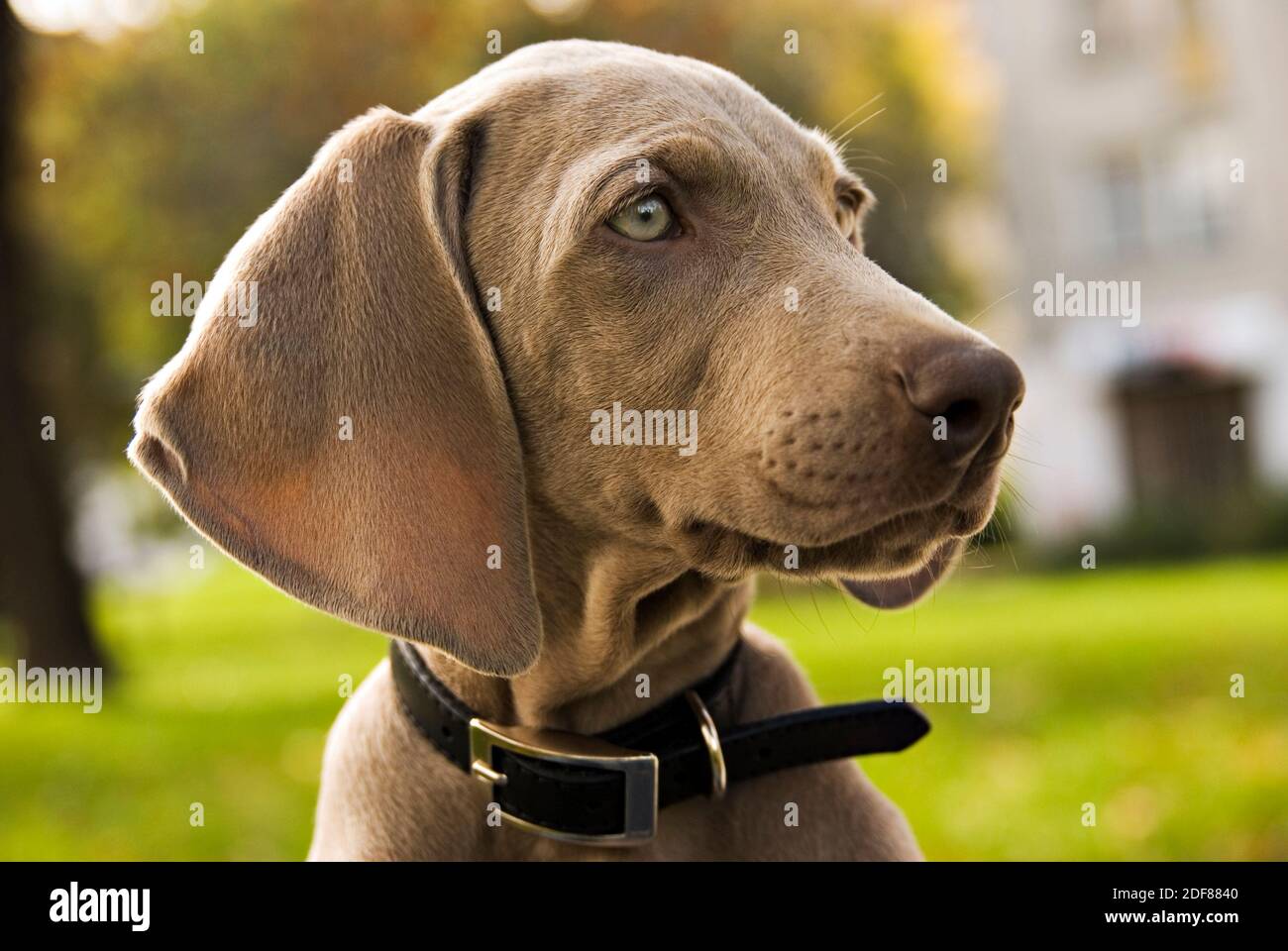 Purebred Weimaraner puppy in park. Portrait of young weimar dog with black collar on green. Lush foliage in the background. Stock Photo