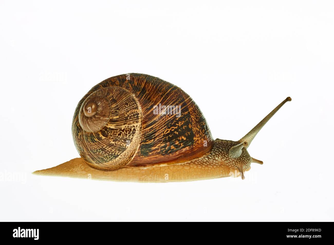 Snail photographed in studio on a white background Stock Photo - Alamy