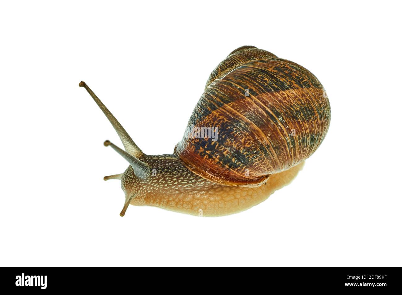 Snail photographed in studio on a white background Stock Photo - Alamy
