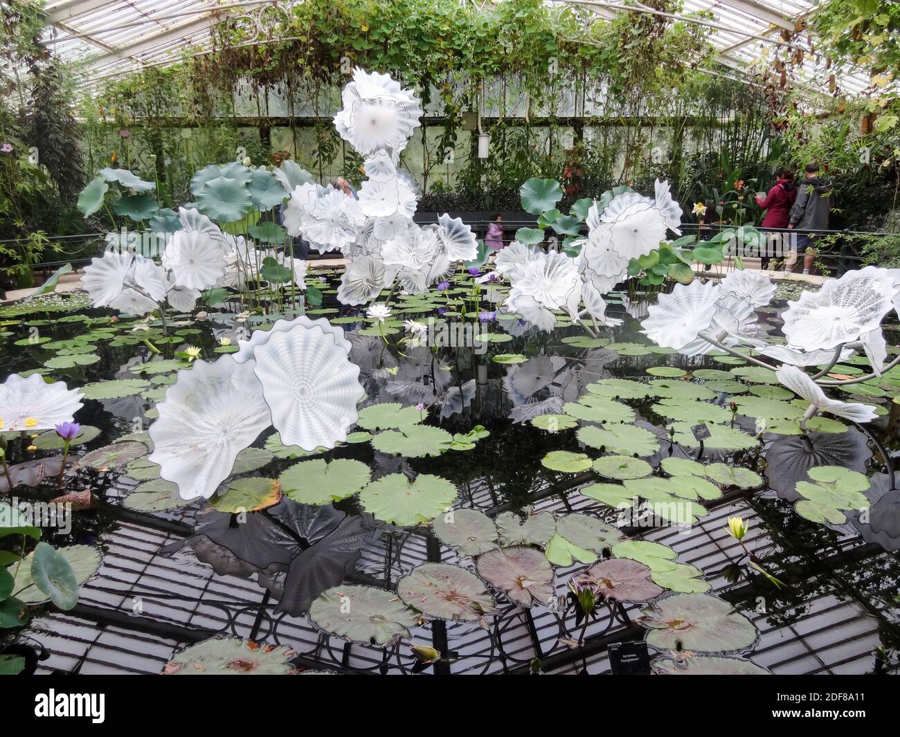 Dale Chihuly's Ethereal White Persian Waterlilies Pond sculpture in Kew Gardens, London, UK Stock Photo